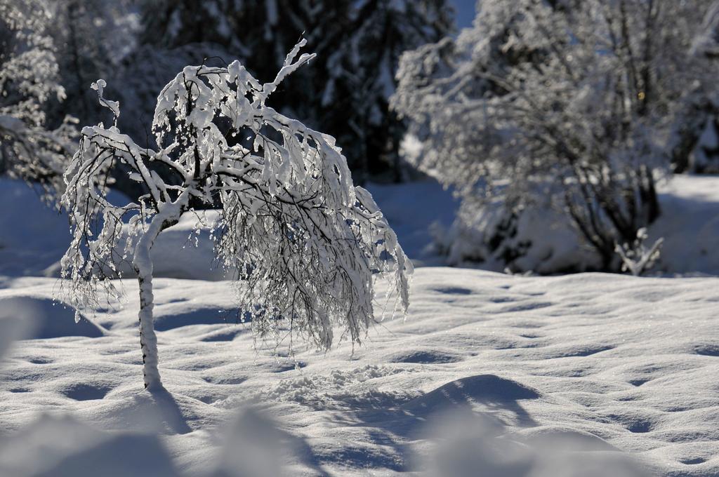 Haus Elisabeth Bed and Breakfast Neustift im Stubaital Εξωτερικό φωτογραφία