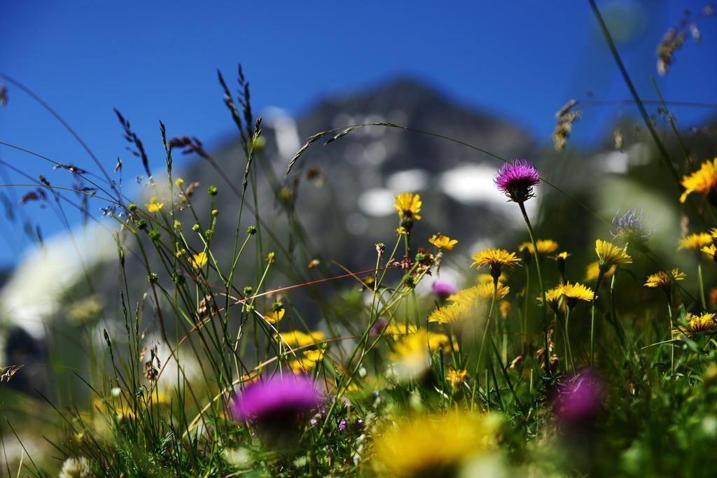 Haus Elisabeth Bed and Breakfast Neustift im Stubaital Εξωτερικό φωτογραφία